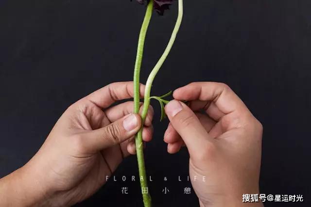 鲜花养护保鲜法_鲜花养护小知识_鲜花养护/