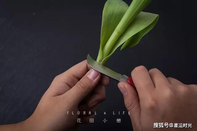 鲜花养护保鲜法_鲜花养护_鲜花养护小知识/