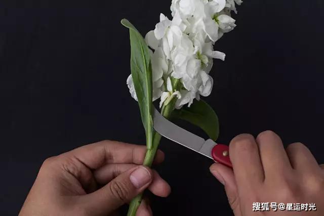 鲜花养护保鲜法_鲜花养护小知识_鲜花养护/