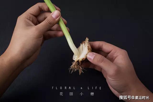 鲜花养护_鲜花养护小知识_鲜花养护保鲜法/