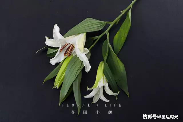 鲜花养护_鲜花养护保鲜法_鲜花养护小知识/