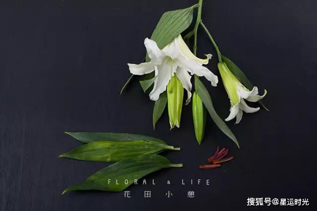 鲜花养护_鲜花养护小知识_鲜花养护保鲜法/