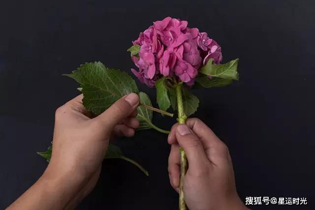 鲜花养护_鲜花养护保鲜法_鲜花养护小知识/