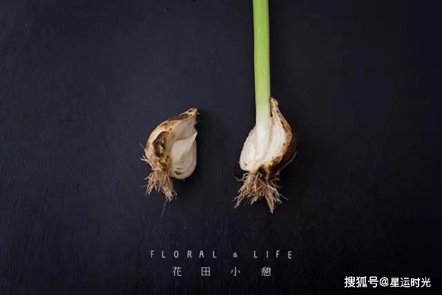 鲜花养护保鲜法_鲜花养护小知识_鲜花养护/