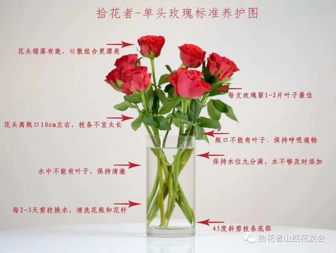 鲜花养护方法_鲜花养护_鲜花养护步骤示意图/