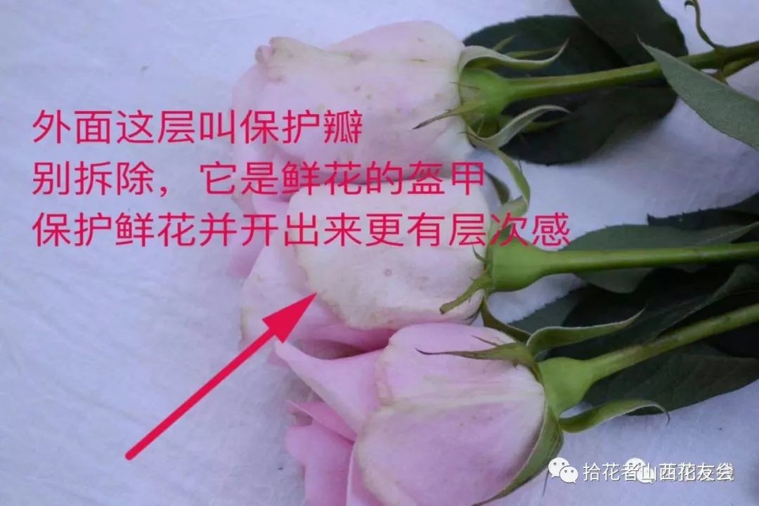 鲜花养护步骤示意图_鲜花养护方法_鲜花养护/