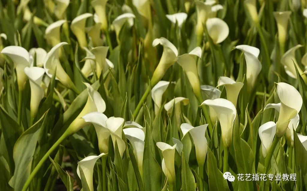 鲜花养护_玫瑰鲜花养护_鲜花养护保鲜法/