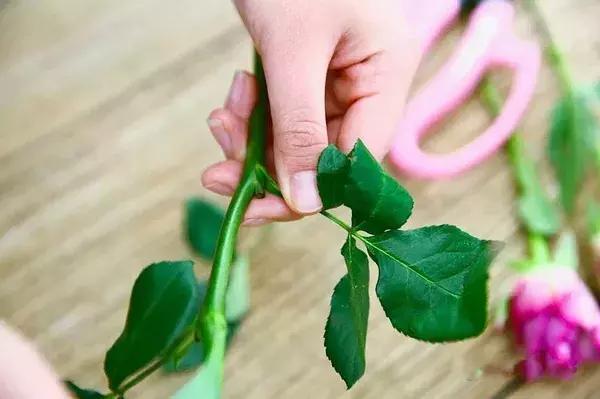 学会这个玫瑰鲜花养护方法，花期轻松长达半个月！/