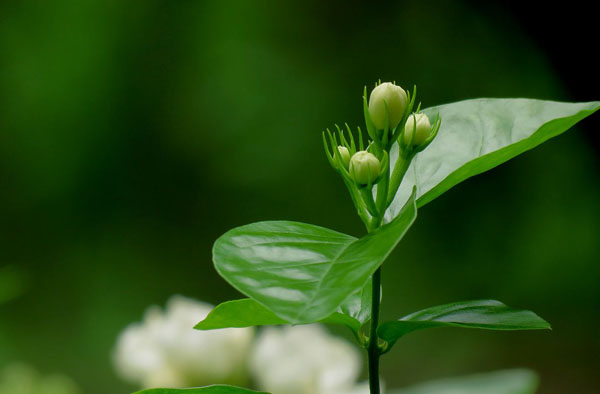 茉莉花的花语是什么？茉莉花的寓意和象征/