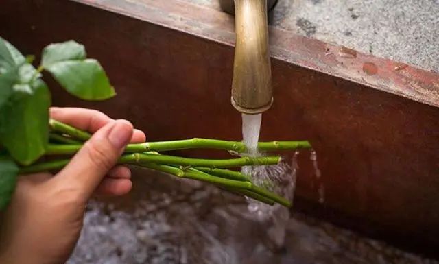 鲜花养护_鲜花养护方法_鲜花养护保鲜法/