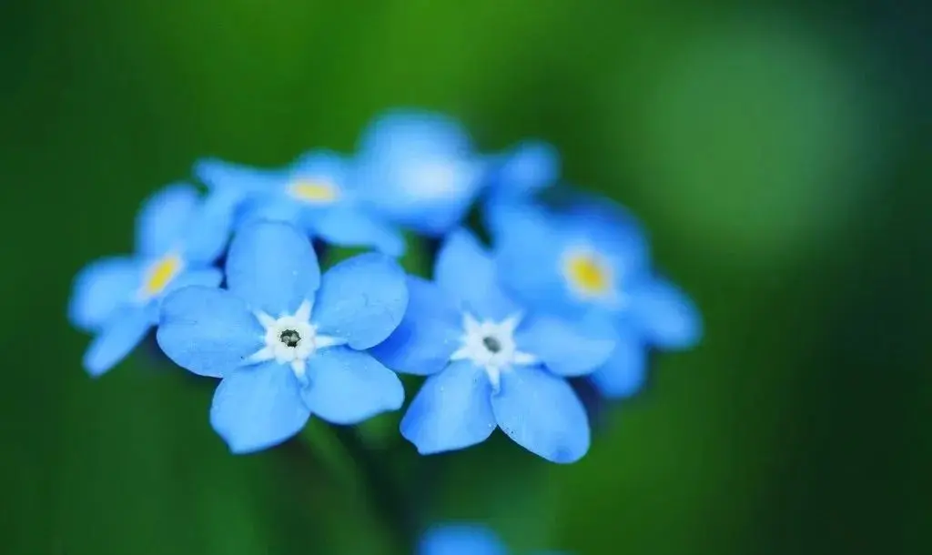 鲜花养护_玫瑰鲜花养护_鲜花养护步骤示意图/