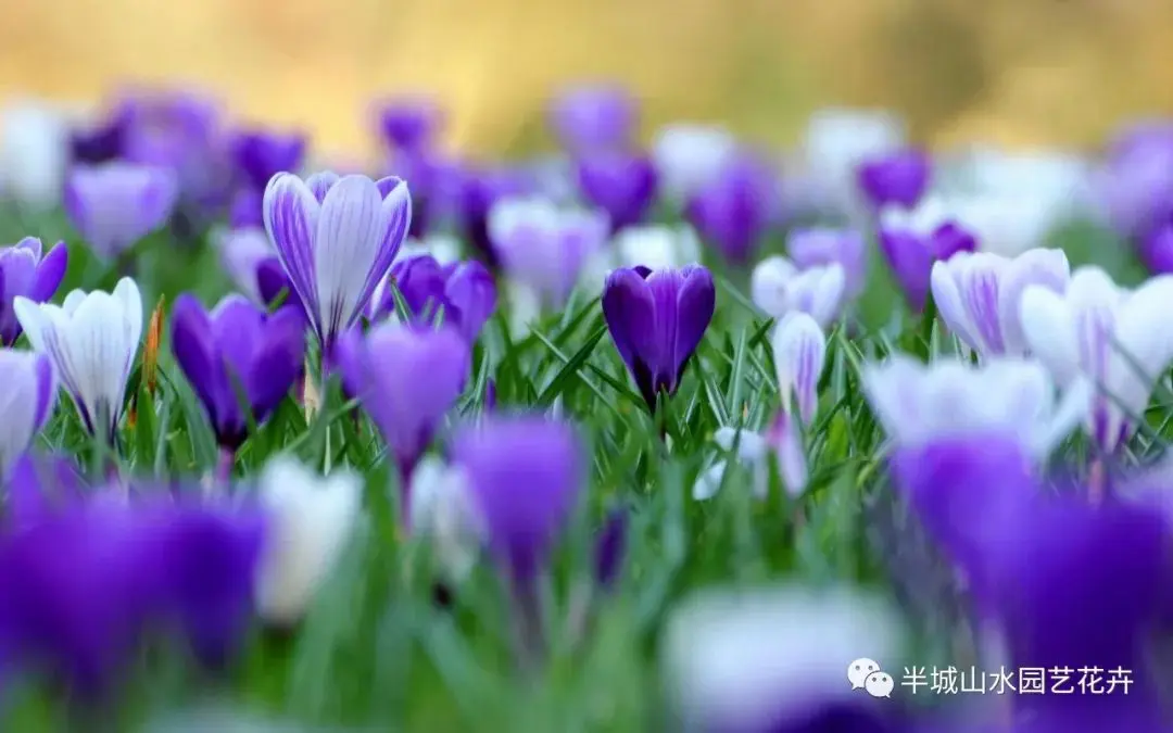 鲜花养护步骤示意图_玫瑰鲜花养护_鲜花养护/