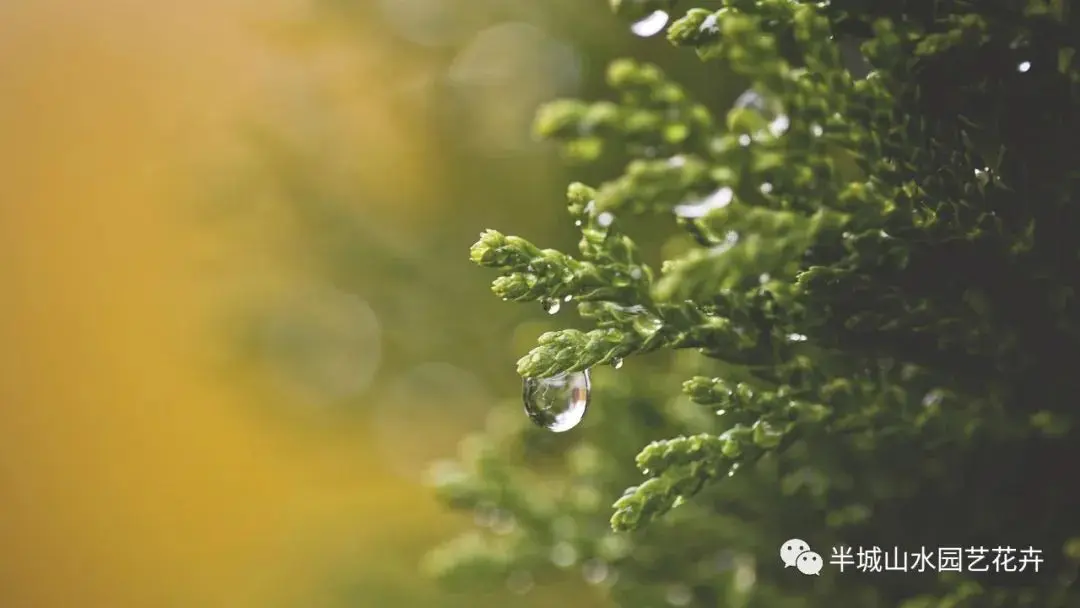 鲜花养护步骤示意图_鲜花养护_玫瑰鲜花养护/