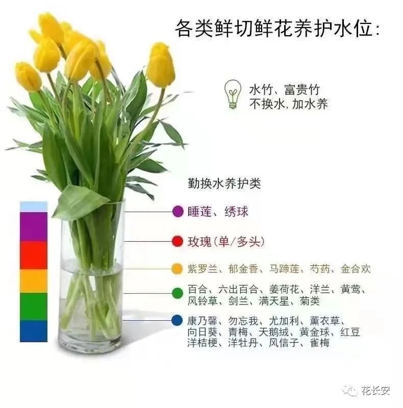 鲜花养护小知识_鲜花养护_鲜花养护步骤示意图/