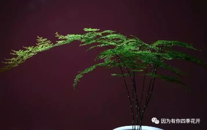 送老师的鲜花_教师节送老师什么鲜花合适_圣诞节送什么鲜花比较合适/