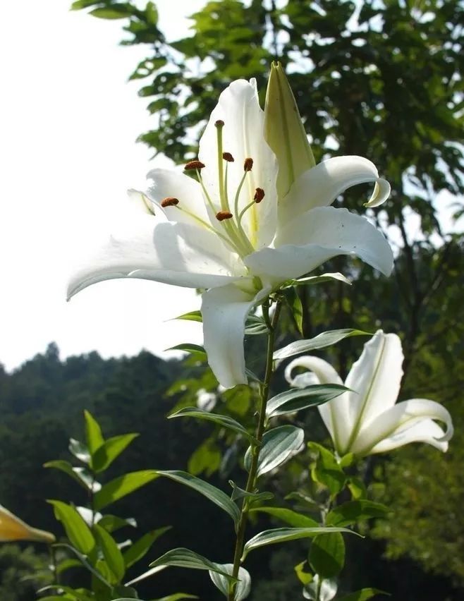 康乃馨鲜花养护_鲜花养护_鲜花养护保鲜法/