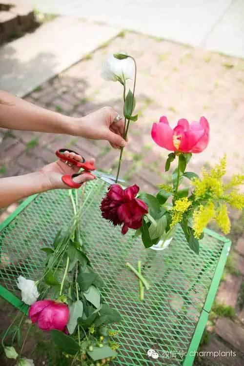 10种基本的鲜花养护技巧