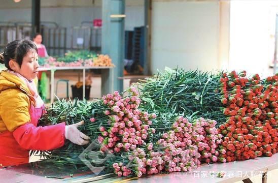 鲜花养护步骤示意图_鲜花养护_鲜花养护方法/