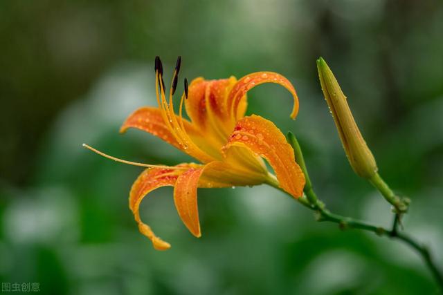 3.8送花主题怎样写_送花的主题_主题送花/