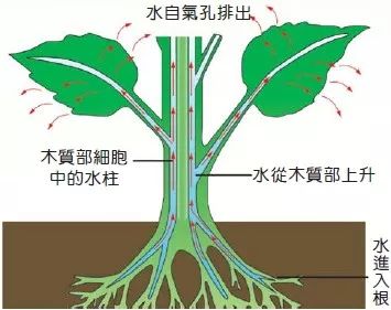 鲜花养护步骤示意图_鲜花养护_鲜花养护方法/