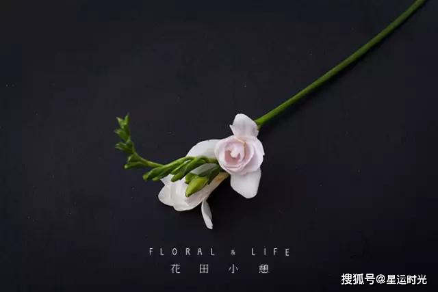 鲜花养护_鲜花养护保鲜法_鲜花养护小知识/