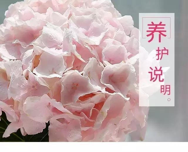 常见鲜花养护大全（一）