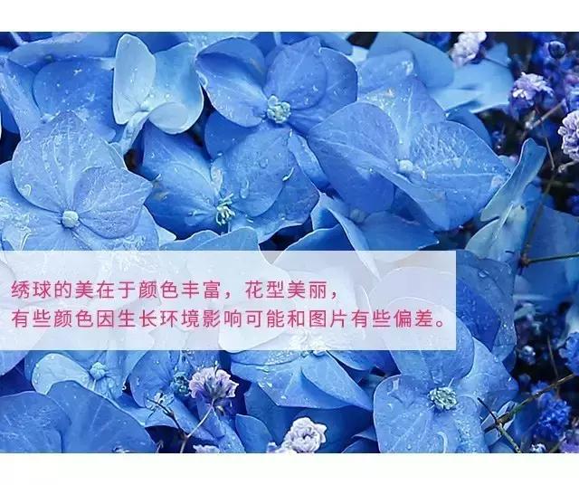 常见鲜花养护大全（一）