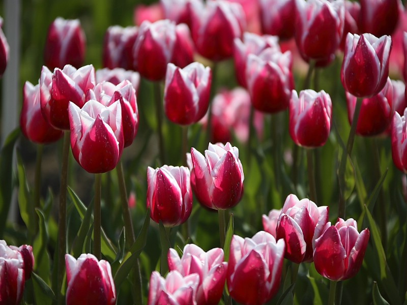 郁金香花语是什么 郁金香花语大全