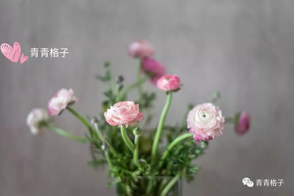 郁金香鲜花养护_鲜花养护_带泥鲜花礼盒如何养护/