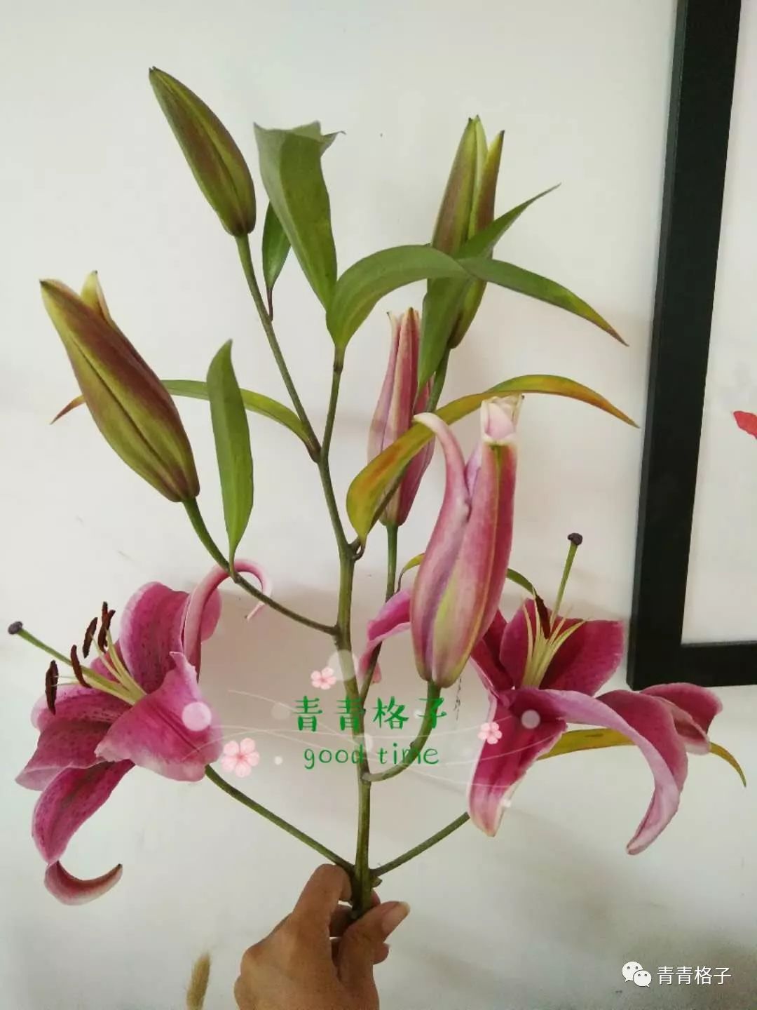 鲜花养护_带泥鲜花礼盒如何养护_郁金香鲜花养护/