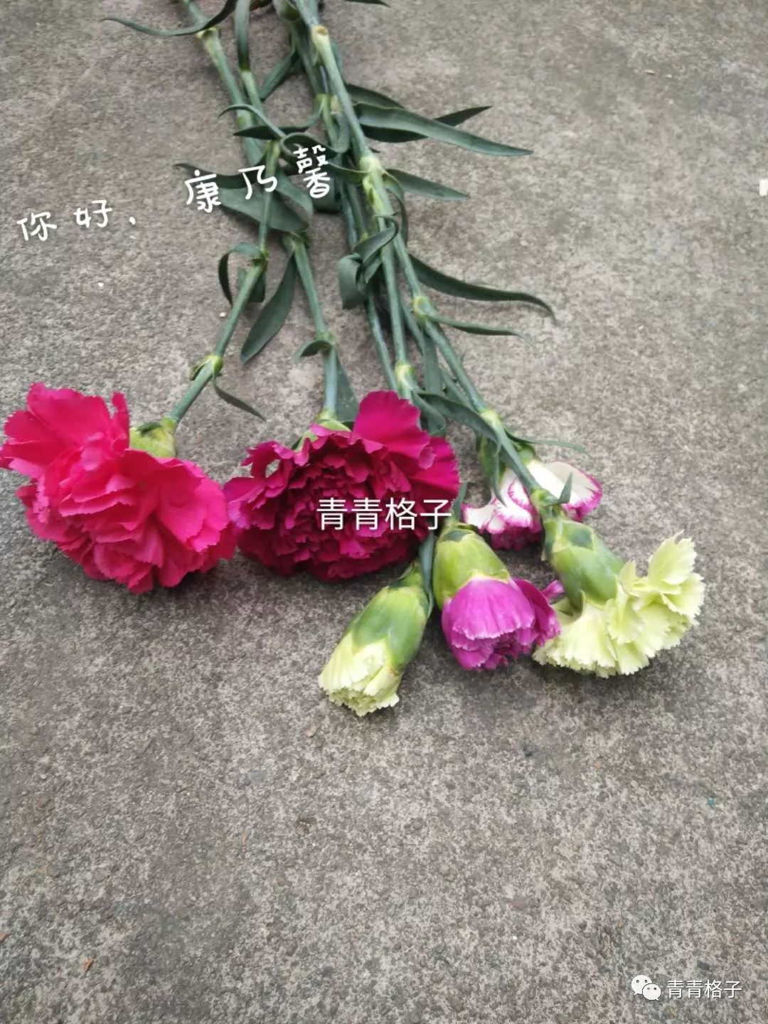 郁金香鲜花养护_鲜花养护_带泥鲜花礼盒如何养护/