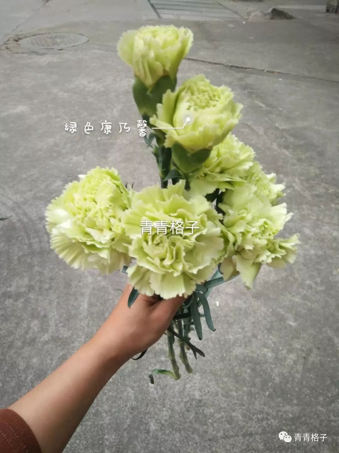 带泥鲜花礼盒如何养护_鲜花养护_郁金香鲜花养护/