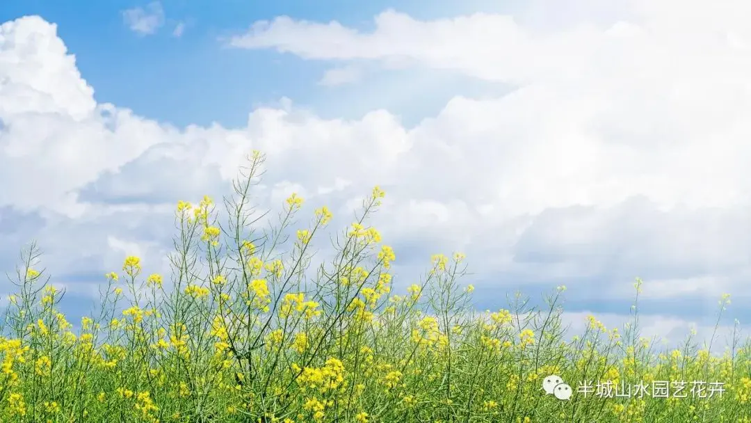 鲜花养护_鲜花养护步骤示意图_玫瑰鲜花养护