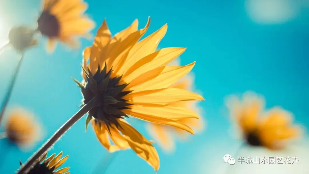 玫瑰鲜花养护_鲜花养护_鲜花养护步骤示意图/