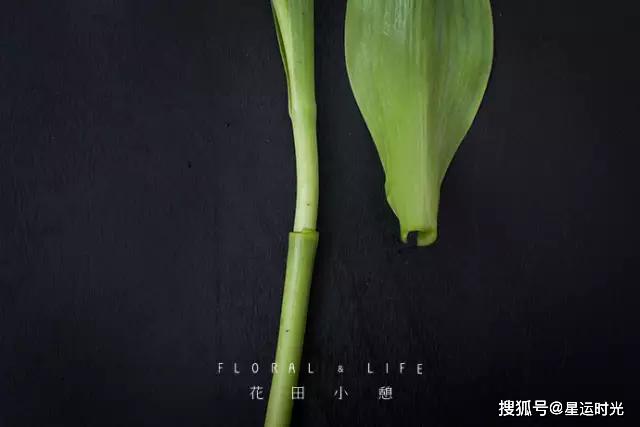 鲜花养护_鲜花养护保鲜法_鲜花养护小知识/