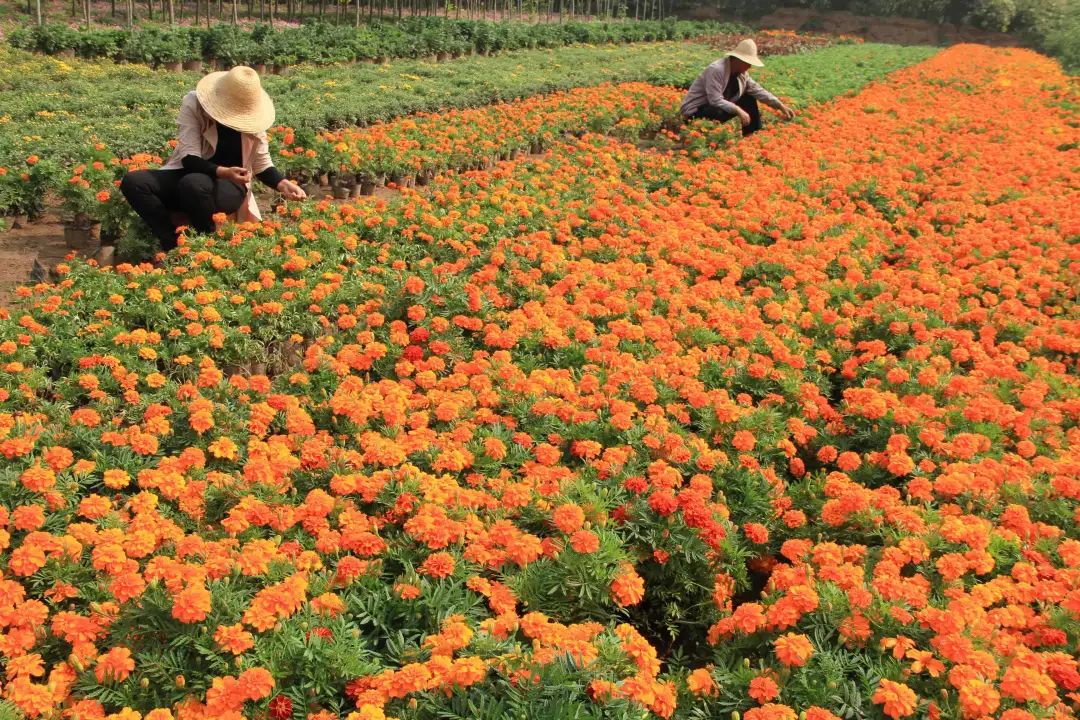 鲜花养护小知识_鲜花养护_鲜花养护保鲜法/