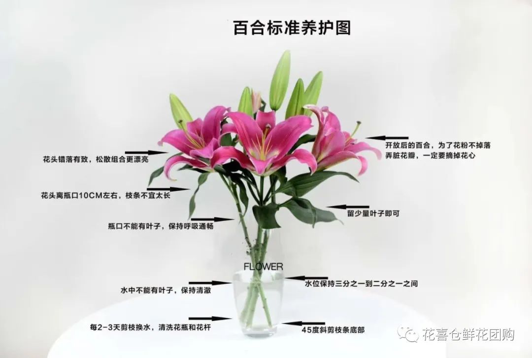 鲜花养护方法_鲜花养护_绣球鲜花养护