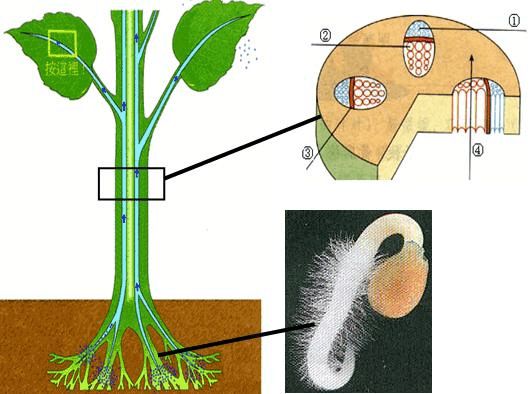 鲜花养护方法_鲜花养护步骤示意图_鲜花养护/