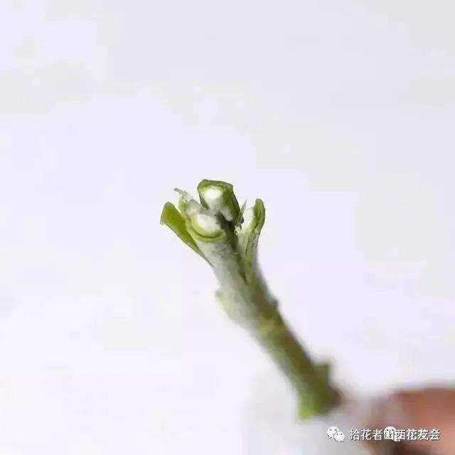 鲜花养护方法_鲜花养护保鲜法_鲜花养护/