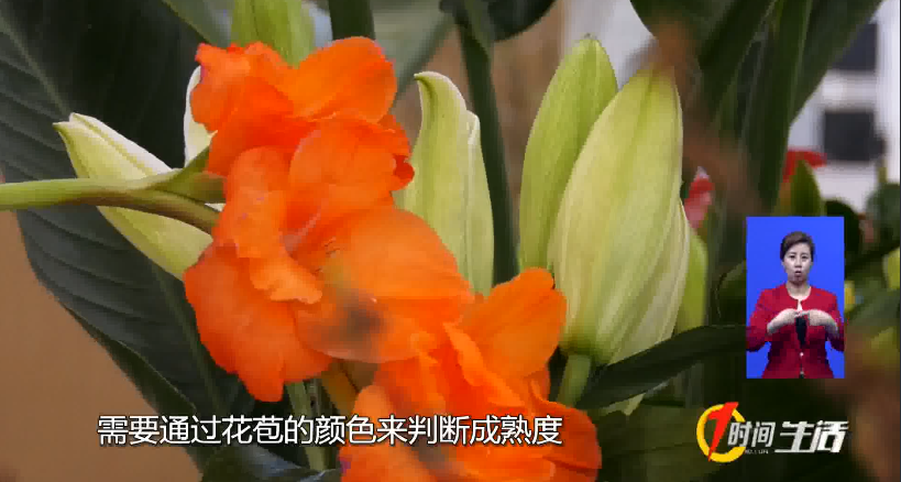 鲜花养护_鲜花养护步骤示意图_康乃馨鲜花养护/