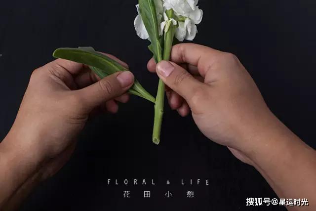 鲜花养护小知识_鲜花养护_鲜花养护保鲜法/