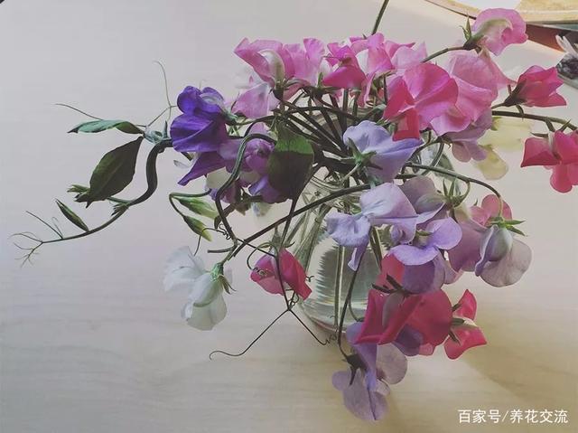 鲜花养护_鲜花养护步骤示意图_鲜花养护小知识/