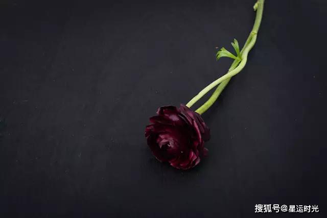 鲜花养护_鲜花养护小知识_鲜花养护保鲜法/