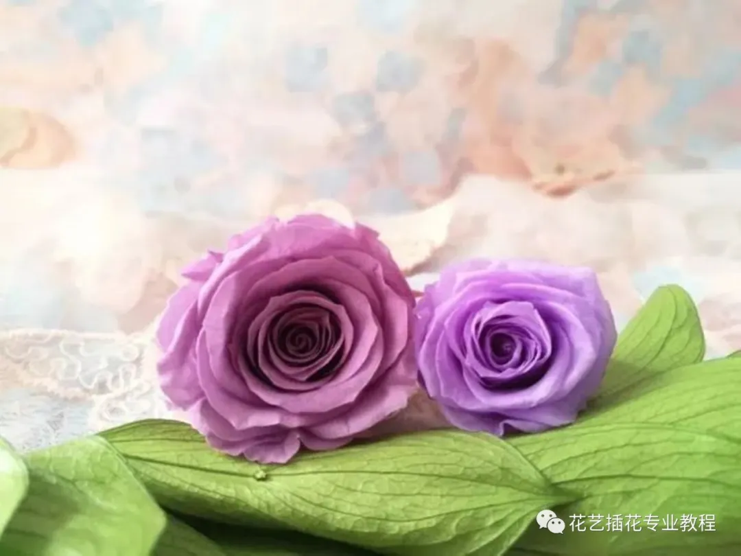 鲜花养护保鲜法_鲜花养护_鲜花养护小知识/