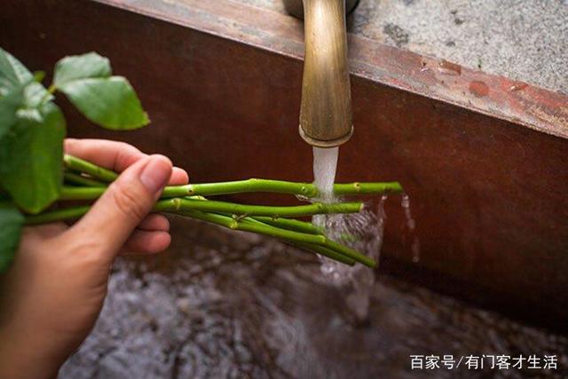 鲜花养护_鲜花养护方法_鲜花养护步骤示意图/