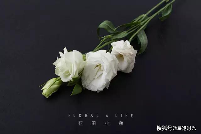 鲜花养护小知识_鲜花养护_鲜花养护保鲜法/