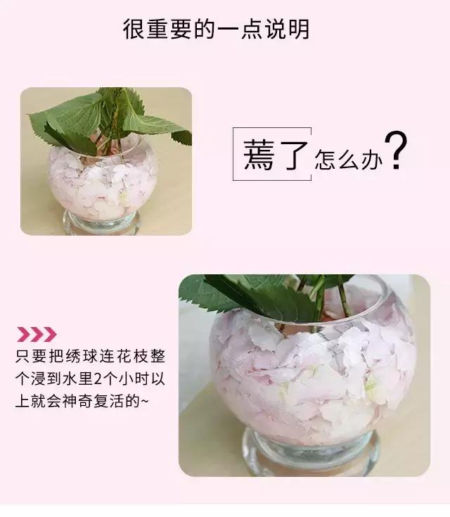 常见鲜花养护大全（一）