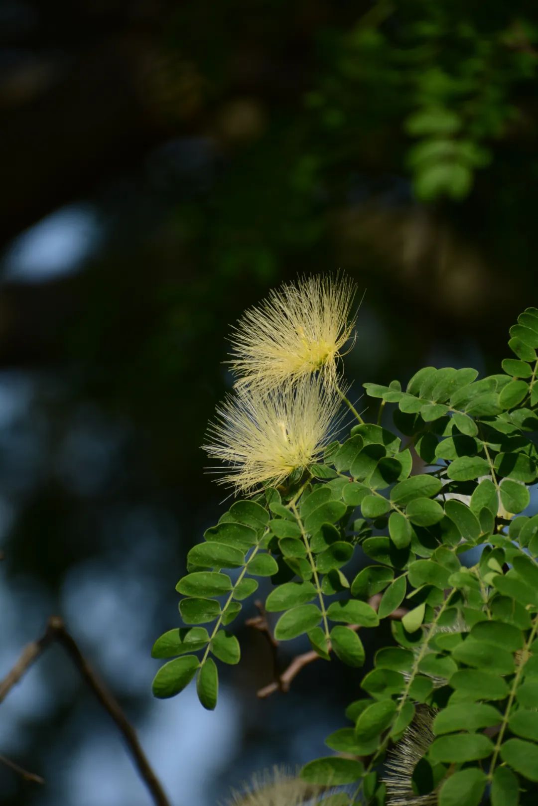 花语故事大全_花语故事书_花语故事