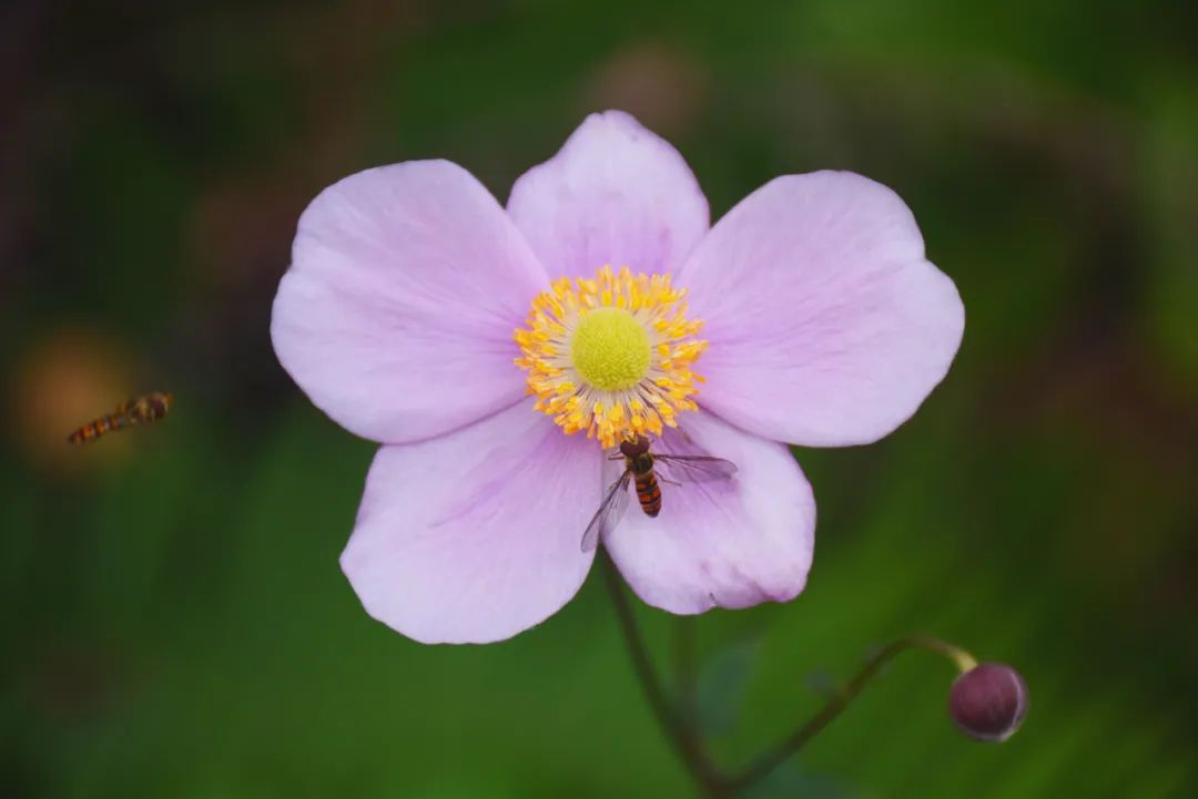 花语故事书_花语故事_花语故事大全