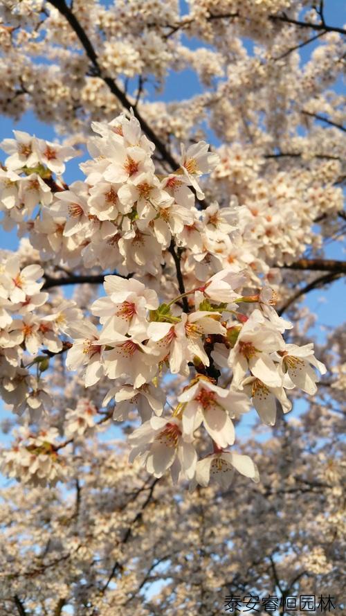 鲜花养护方法_鲜花养护小知识_鲜花养护